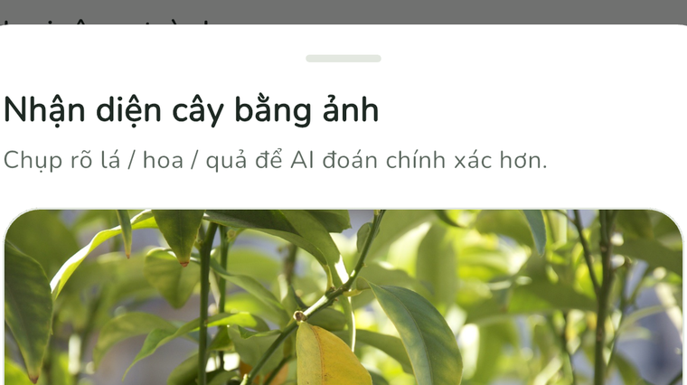 Nhận diện cây bằng ảnh: chụp lá để AI đoán loại cây